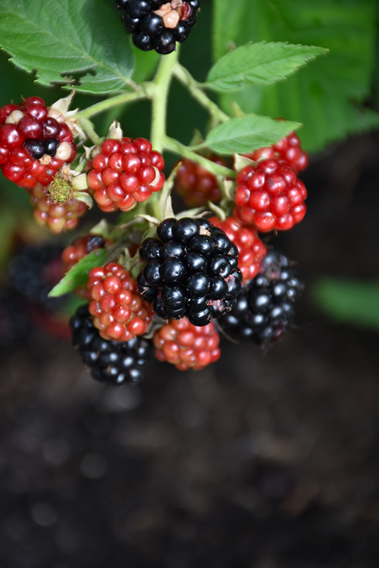 Click to view a full-size photo of Chester Thornless Blackberry (Rubus 'Chester') at Family Tree Nursery Chester Thornless Blackberry (Rubus 'Chester') at Family Tree Nursery