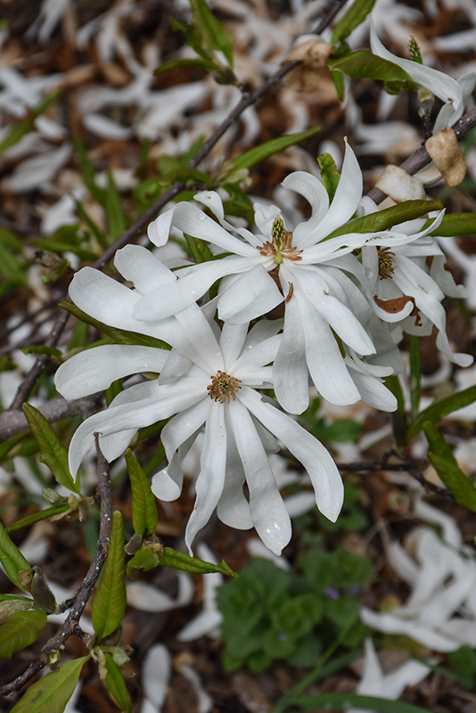 Click to view a full-size photo of Centennial Blush Magnolia (Magnolia stellata 'Centennial Blush') at Family Tree Nursery Centennial Blush Magnolia (Magnolia stellata 'Centennial Blush') at Family Tree Nursery