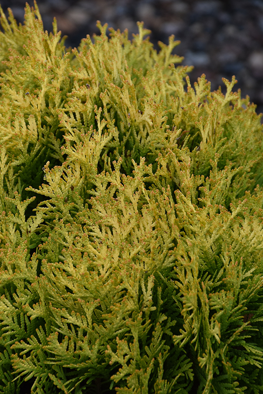 Click to view a full-size photo of Autumn Moon Arborvitae (Thuja occidentalis 'Autumn Moon') at Family Tree Nursery Autumn Moon Arborvitae (Thuja occidentalis 'Autumn Moon') at Family Tree Nursery