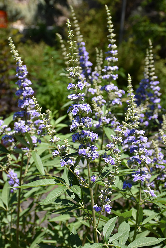 Click to view a full-size photo of Delta Blues Chaste Tree (Vitex agnus-castus 'PIIVAC-I') at Family Tree Nursery Delta Blues Chaste Tree (Vitex agnus-castus 'PIIVAC-I') at Family Tree Nursery