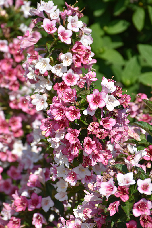 Click to view a full-size photo of Czechmark Trilogy Weigela (Weigela florida 'VUKOZGemini') at Family Tree Nursery Czechmark Trilogy Weigela (Weigela florida 'VUKOZGemini') at Family Tree Nursery