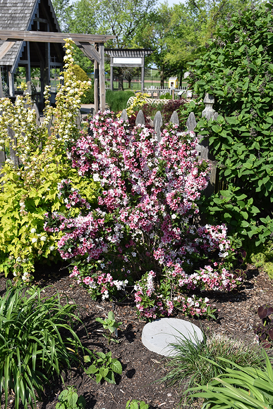 Click to view a full-size photo of Czechmark Trilogy Weigela (Weigela florida 'VUKOZGemini') at Family Tree Nursery Czechmark Trilogy Weigela (Weigela florida 'VUKOZGemini') at Family Tree Nursery