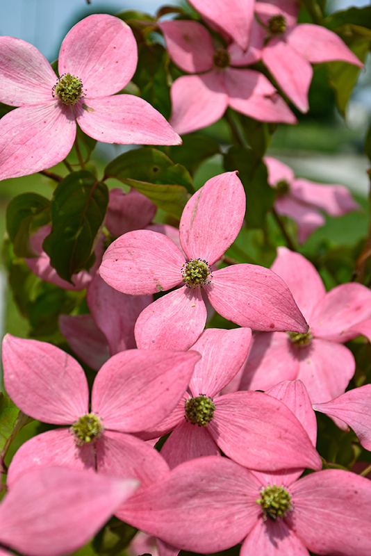 Click to view a full-size photo of Scarlet Fire Flowering Dogwood (Cornus kousa 'Rutpink') at Family Tree Nursery Scarlet Fire Flowering Dogwood (Cornus kousa 'Rutpink') at Family Tree Nursery