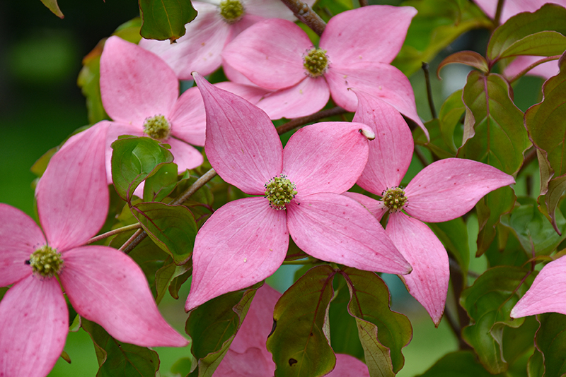 Click to view a full-size photo of Scarlet Fire Flowering Dogwood (Cornus kousa 'Rutpink') at Family Tree Nursery Scarlet Fire Flowering Dogwood (Cornus kousa 'Rutpink') at Family Tree Nursery