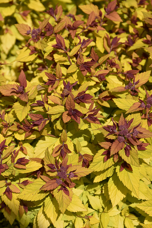 Click to view a full-size photo of Double Play Dolly Spirea (Spiraea japonica 'Double Play Dolly') at Family Tree Nursery Double Play Dolly Spirea (Spiraea japonica 'Double Play Dolly') at Family Tree Nursery