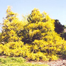Plant Photo 9