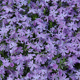 Emerald Blue Moss Phlox Phlox Subulata Emerald Blue In Kansas City Overland Park Shawnee Liberty Kansas Ks At Family Tree Nursery