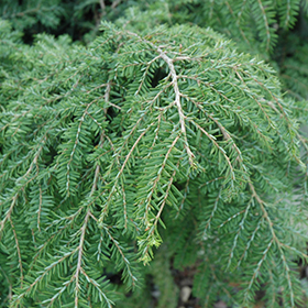 Plant Photo 10
