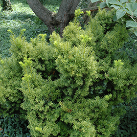 Plant Photo 3