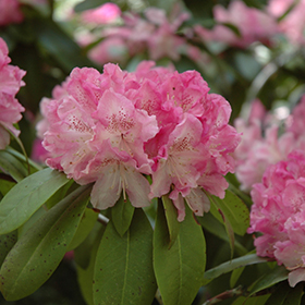 Plant Photo 3