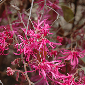 Plant Photo 1