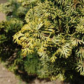 Plant Photo 7