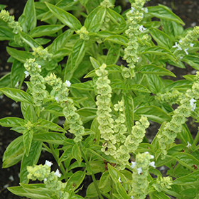 Genovese Emily Basil Ocimum basilicum Genovese Emily in Kansas