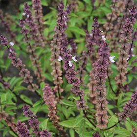 Thai Basil Ocimum basilicum Thai in Kansas City Overland Park