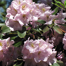 Plant Photo 7