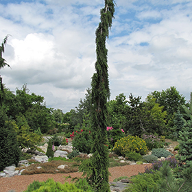 Plant Photo 1