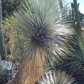 Plant Photo 1