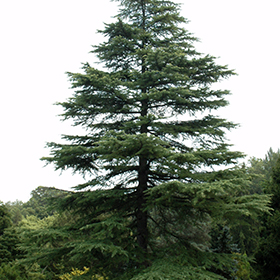 Plant Photo 3