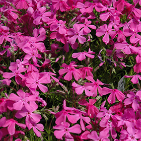 Drummond S Pink Moss Phlox Phlox Subulata Drummond S Pink In Kansas City Overland Park Shawnee Liberty Kansas Ks At Family Tree Nursery