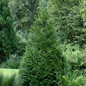 Plant Photo 4