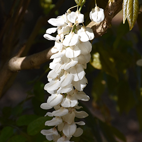 Plant Photo 5