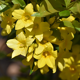 Plant Photo 8
