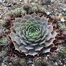 Chick Charms Cranberry Cocktail Hens And Chicks (Sempervivum