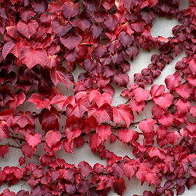 Parthenocissus tricuspidata 'Fenway Park' - Fenway Park Boston Ivy Broken  Arrow Nursery