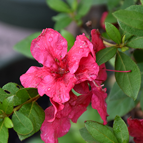 Plant Photo 10