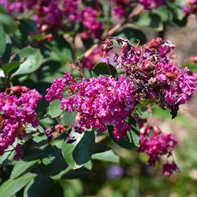 Plant Photo 2