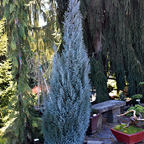 Plant Photo 6