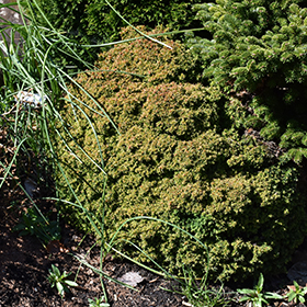 Plant Photo 1