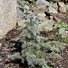 Plant Photo 7