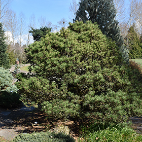 Plant Photo 6