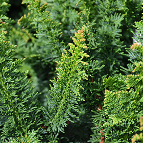 Plant Photo 5