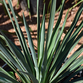 Plant Photo 1