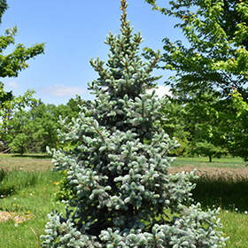 Plant Photo 9