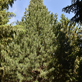 Plant Photo 8