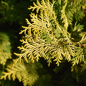 Plant Photo 6