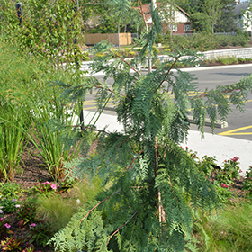 Plant Photo 1