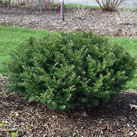 Plant Photo 4