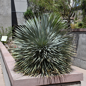 Plant Photo 3