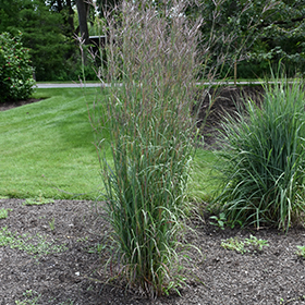 Plant Photo 4