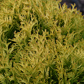 Plant Photo 4
