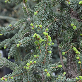 Plant Photo 4