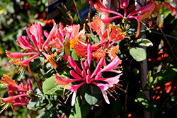 Goldflame Honeysuckle (Lonicera x heckrottii) in Kansas City Goldflame Honeysuckle (Lonicera x heckrottii) in Kansas City