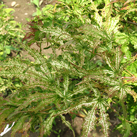 Plant Photo 3